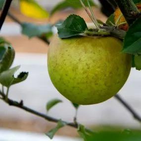 Orleans Reinette Apple (Malus domestica Orleans Reinette) Img 1